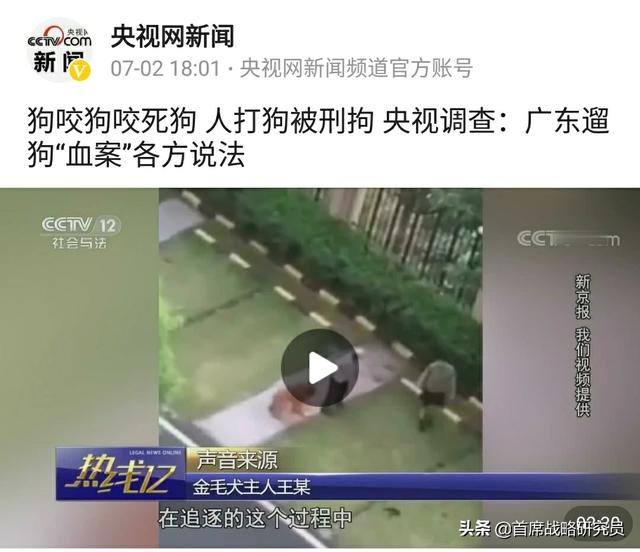 红贵宾遭洛威拿犬咬死:打死金毛事件中，如果对方是比特犬或德牧还敢打吗？你怎么看？