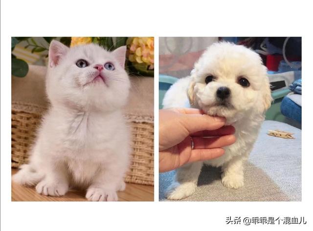 宠物养护:养殖宠物狗前景怎么样，利润如何？ 宠物养护专业就业前景