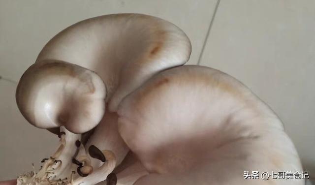 白蘑菇发黑了还能吃吗，平菇在冰箱放两天长了白毛，还可以吃吗
