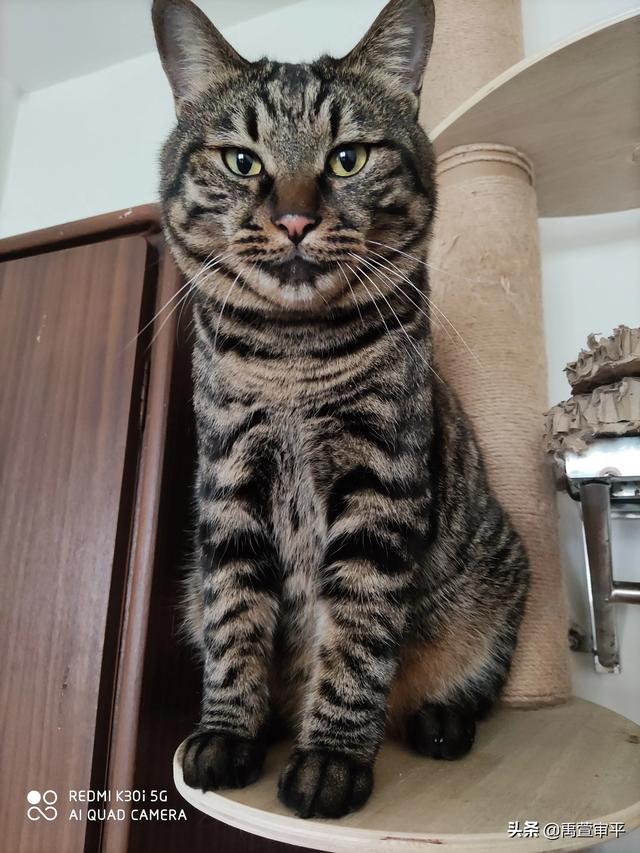 伯纳天纯和发育宝猫粮哪个好:有哪些好的合适的猫粮品牌，安全和性价比都比较优秀的？