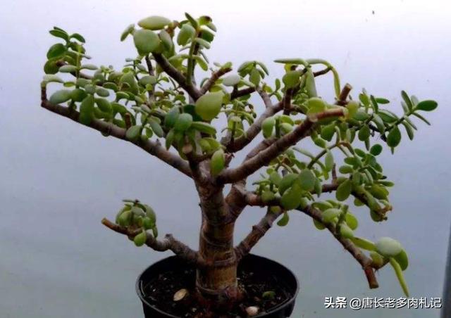 玉树养成盆景的几个技巧，为什么有人养在室内就容易挂掉呢？插图69