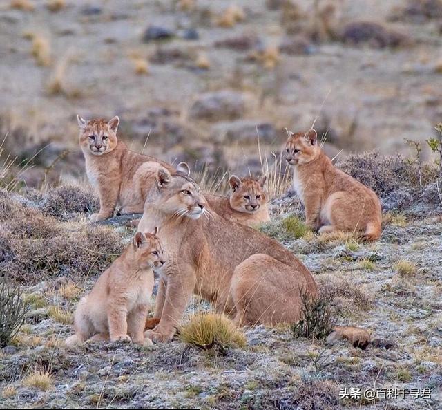 薮猫 口头禅:为什么人类不驯化猞猁、狞猫、薮猫等野生猫科动物为宠物？