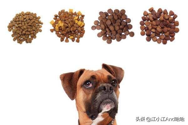 成犬哈士奇吃什么狗粮好:养哈士奇应该都喂它吃什么呢？