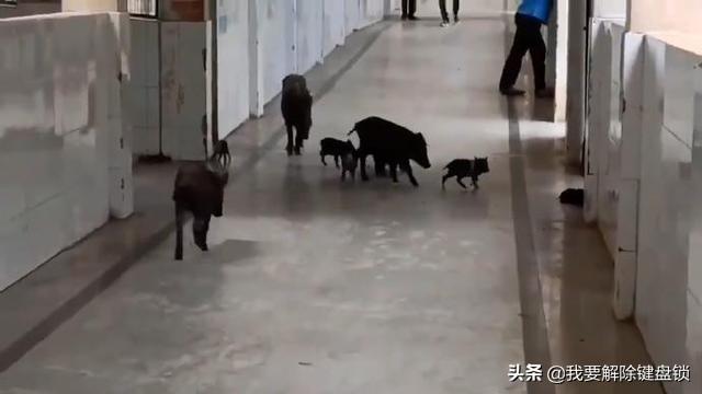 10天内，印度确诊会超过巴西吗？莫迪该当何罪？