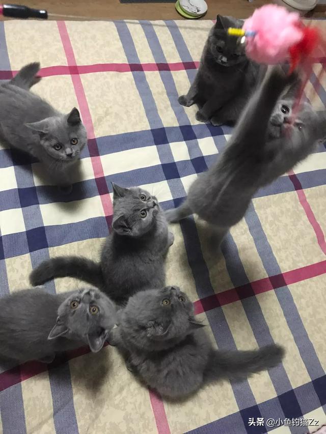 不到3个月的英短渐层猫猫,可以坐将近3个小时的车吗？有什么需要注意的吗？