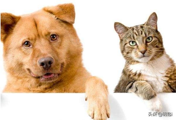 救助犬的最后遗言:如何看待养宠物却给它们绝育，断尾，裁耳，割声带，去爪的人？