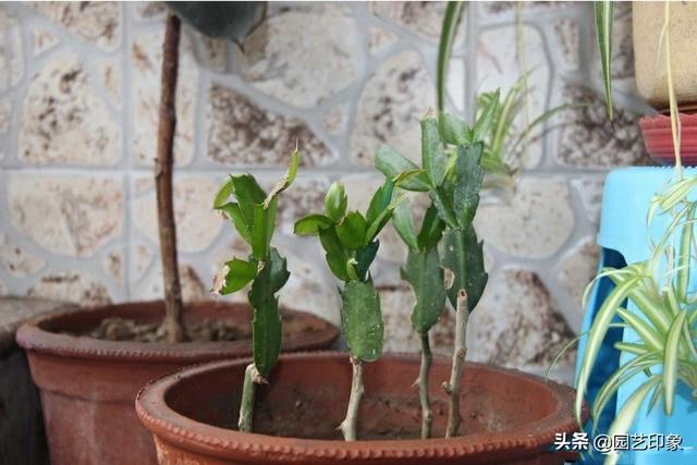 彩色仙人球怎么浇水:刚嫁接的叶仙，能浇水吗？
