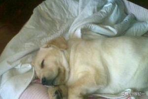 拉布拉多犬训练方法:怎样训练拉布拉多，注意口令须简单？