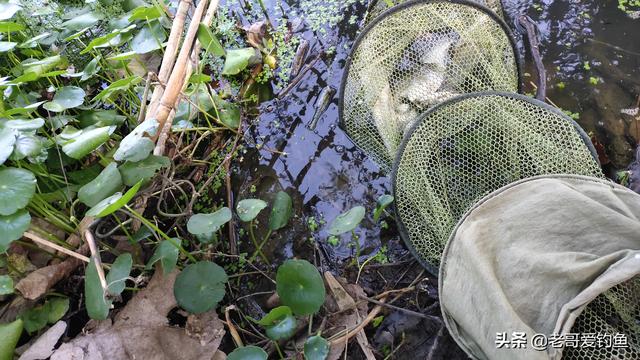 费列罗里有多少活蛆:红蛆虫和白蛆虫适宜钓什么鱼？