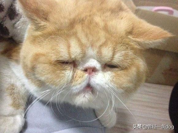 猫咪尿频不喝水:猫咪尿频尿少是什么原因？