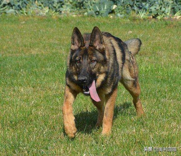 德国防暴犬图片:偷狗贼最害怕遇到的狗狗有哪些？