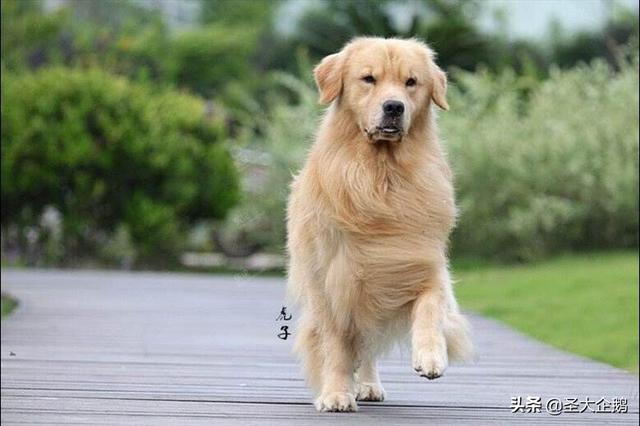 两岁金毛犬价格:2018年金毛犬幼犬的价格是多少？有哪些购买渠道？