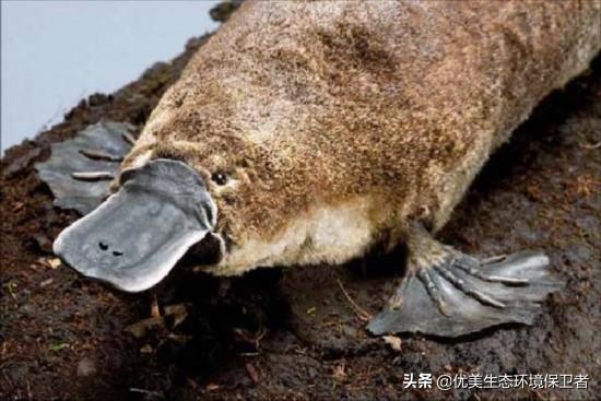 鸭嘴兽灭绝了吗，澳洲大火烧死5亿只动物！会不会有些物种就此灭绝