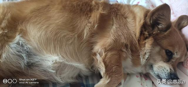 头条问答 狗狗便血怎么办 14个回答