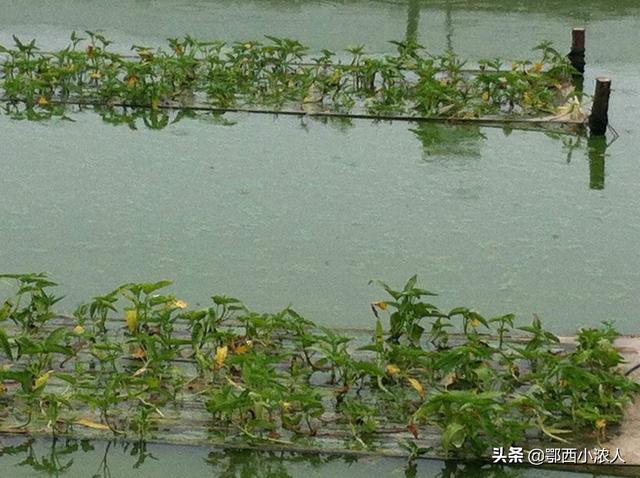 养殖青蛙:什么是无水养殖青蛙模式？