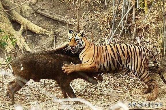 美洲豹鳄鱼:在猫科动物中，美洲豹和花豹相比谁更厉害？