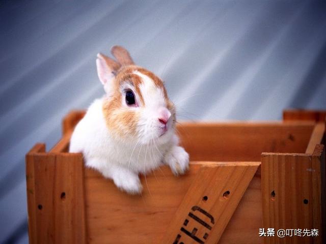 猫猫兔洗澡注意什么:仓鼠用的浴沙可以给兔子用吗？要注意什么？