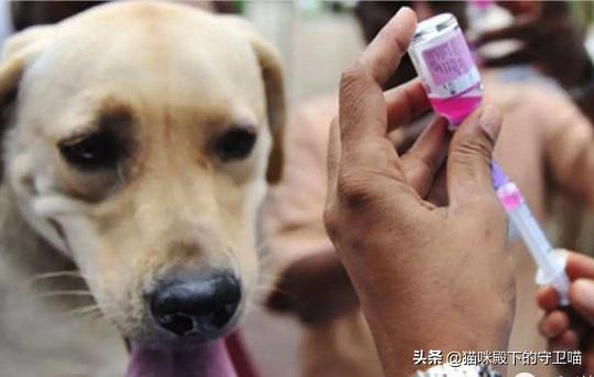 狗的皮肤病怎么治:狗狗皮肤病很难好怎么办？ 狗狗皮肤病怎么治除根