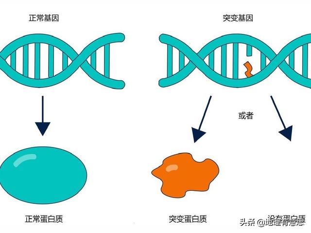 基因蚊子的作用是什么，可以通过改变病毒基因让病毒自己攻击病毒吗