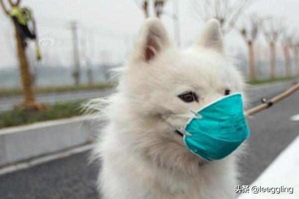 北京宠物托运费用标准:坐飞机，如何托运宠物，比如托运狗狗猫咪？