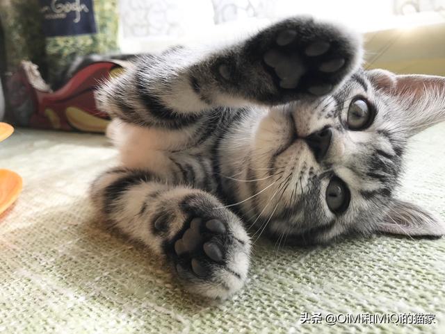 猫爪热用什么药:猫抓发热会有哪些症状？猫抓发热跟季节有关系吗？