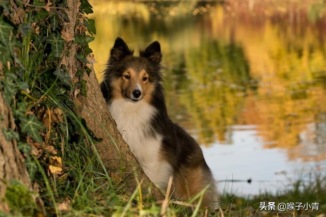 高级会所调教女犬:工作犬爱好者口中的k9是什么意思？