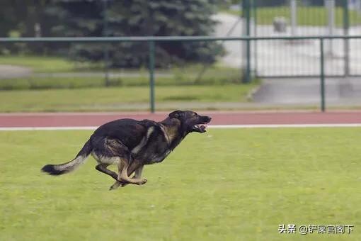 大型犬类,什么大型狗又漂亮又厉害？