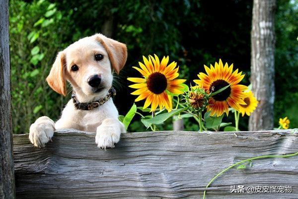 圣伯纳德犬运动量大吗:有哪些狗狗的体味是比较重的？ 圣伯纳德犬幼犬