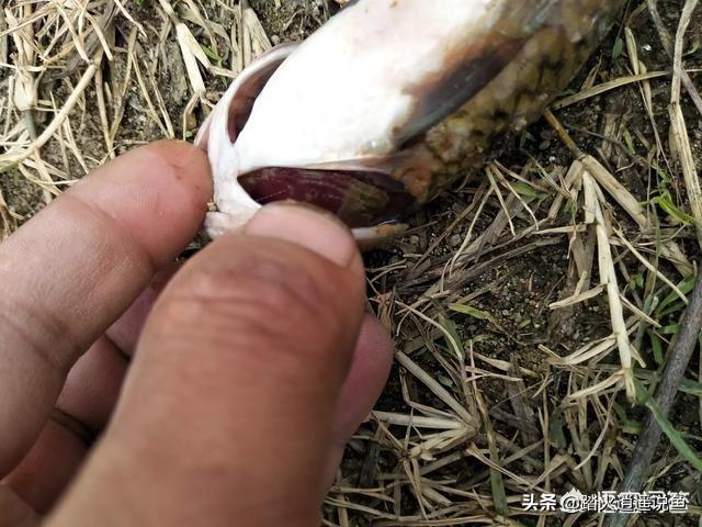 地图鱼常见病传染吗:鲤鱼烂鳃会传染其它鱼吗？