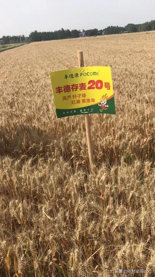 种植的小麦亩产都是在970斤左右,有的甚至在五六百斤,丰德存麦20号