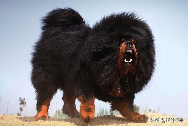 成年杜高犬价格:哪些品种的狗狗价格比较昂贵，不适合普通家庭？
