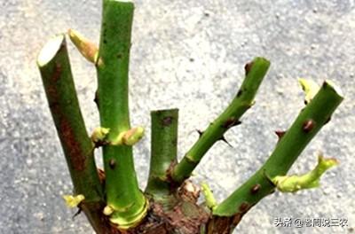 月季花的栽培与管理:月季苗一年四季都适合栽种吗？如何养护？