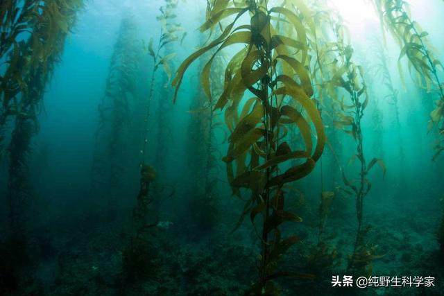 美人鱼儒艮:美人鱼真的存在吗？原型是什么？