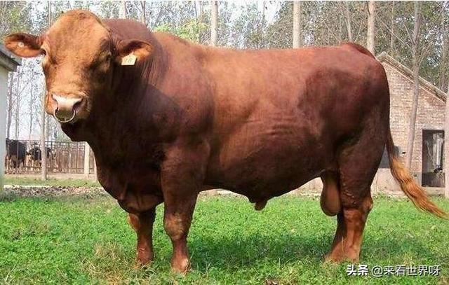 马肉能吃吗:马肉能吃吗多少钱一斤 人常吃牛羊肉，为什么却独不吃马肉？市场上的马肉都到哪去了？