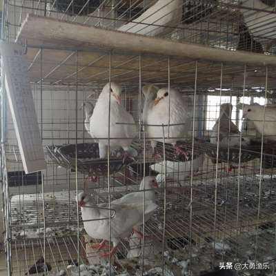 仑替鸽:农村养殖肉鸽可行吗？需要注意哪些问题？