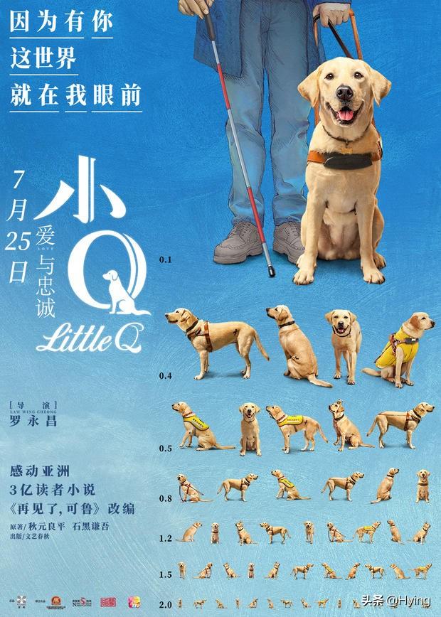导盲犬是什么狗:拉布拉多是优秀的导盲犬，为什么饲养它的普通人很少？