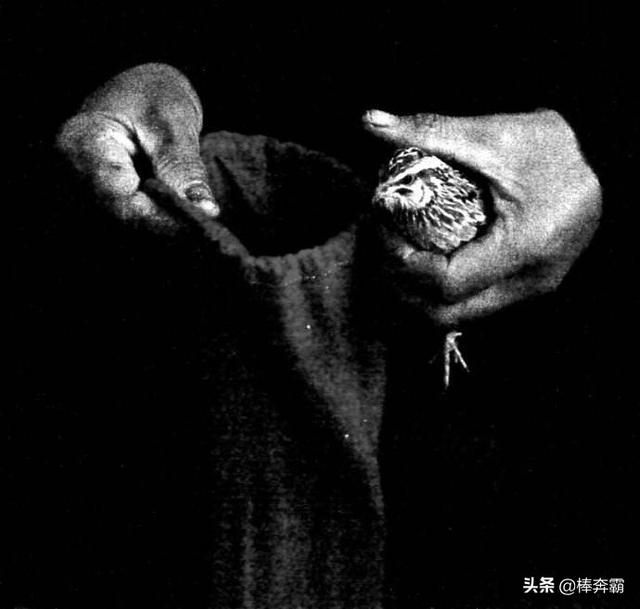 河南农村庙会斗狗现场视频直播:你们那有农村赶集的吗？有什么特色？