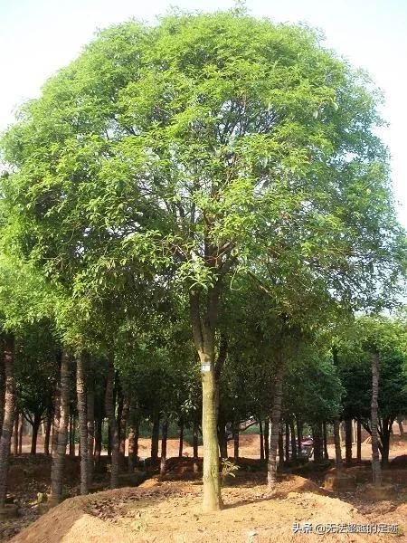 桢楠树是国家保护树:香樟树是不是国家保护植物？