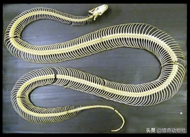 蟒蛇事件:蟒蛇的哪个部位最脆弱，遇到蟒蛇袭击，该打它哪里？