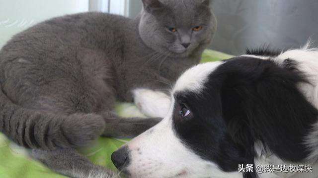 绣球狗不打疫苗可以吗:猫狗在家里养不出屋，可以不打疫苗么？