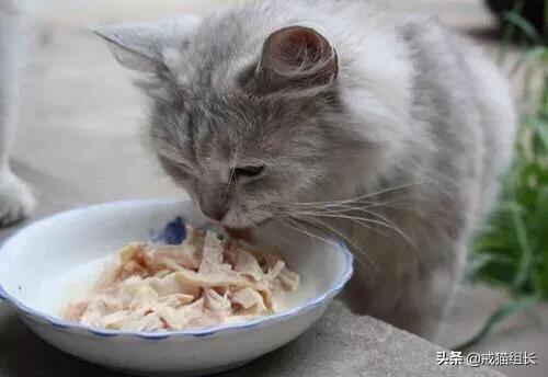 猫鼻支的早期症状,猫咪得了猫鼻支，该怎么办？
