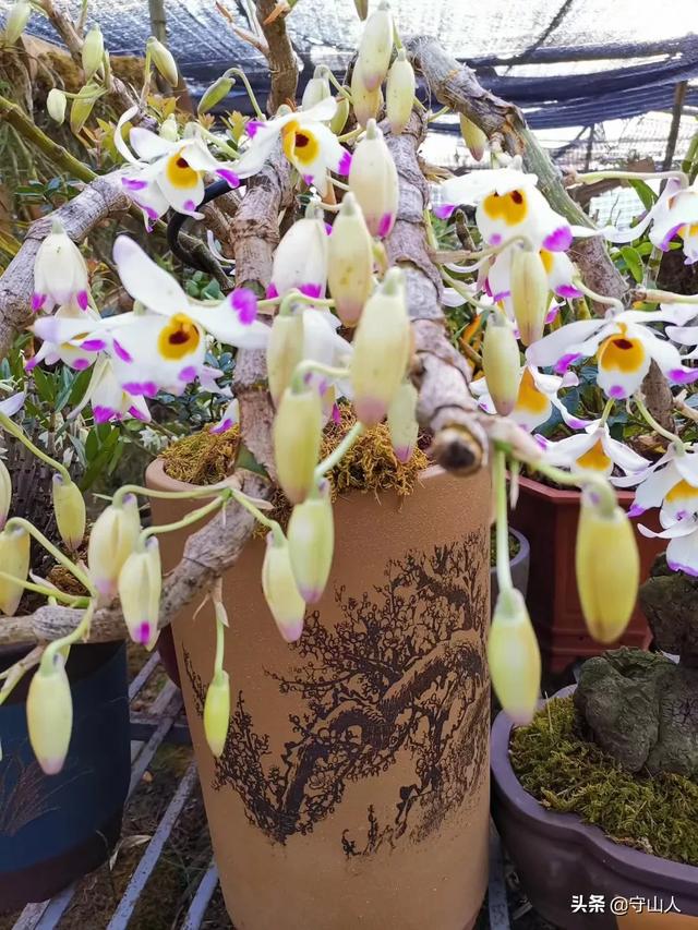 石斛图片,石斛的种类包括哪些？作用各有何不同？