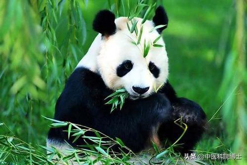 中国的国宝有哪些动物？各有什么特点？