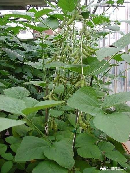 头条问答 - 中黄301大豆和华豆10号大豆哪个产量高?(7个回答)