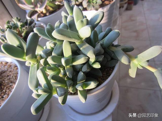 番杏科肉锥花属多肉植物:多肉多少温度停止施水肥比较好？