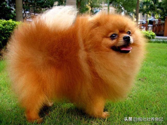博美犬性格博美聪明吗:有养博美犬的吗？你觉得博美的优点跟缺点是什么？