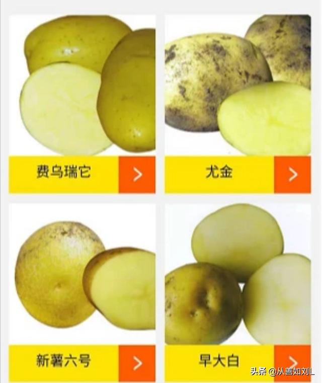 德国bunny草本兔粮官网:农村种植的土豆退化现象越来越严重，有什么好办法可防止退化？
