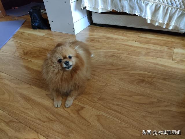 小型犬养什么好:什么小型犬好养，不掉毛，无体味？