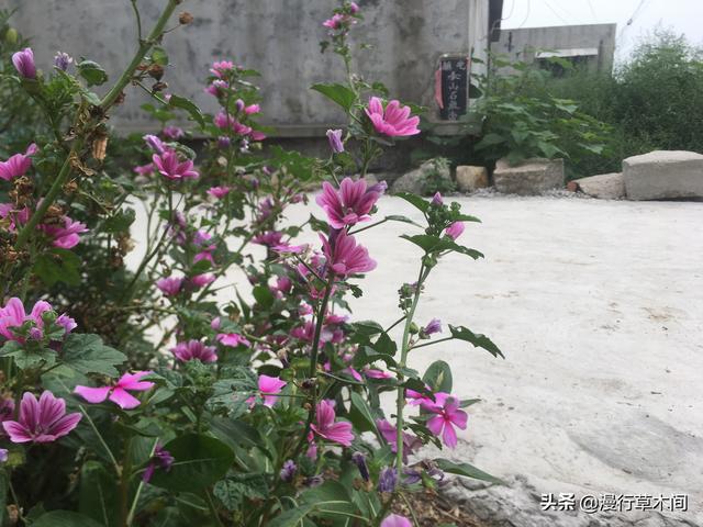 门前最旺风水的花,种花家门前种什么花方便打理又好看？