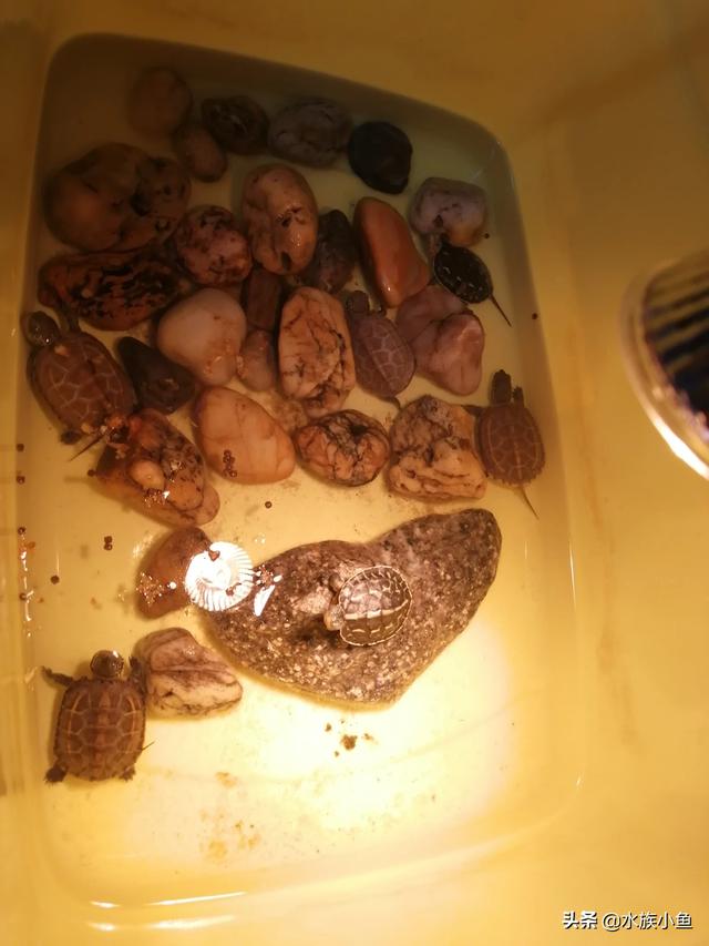 春天刚买的乌龟不吃食怎么办:新买的小乌龟不吃食，该怎么办？四只草龟、一只花龟？